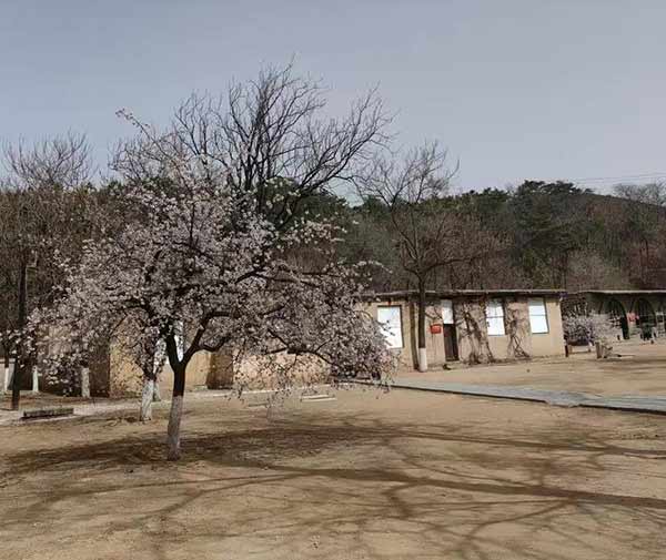 西柏坡干部培训：核心路径筑牢政治执行力